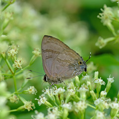 Butterfly , Thailand