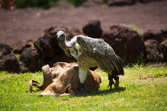Greifvogel beim Jagen
