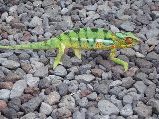 caméléon, endormi de la Réunion