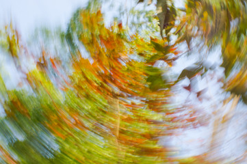 Rotation of colourful leaves