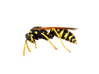 wasp