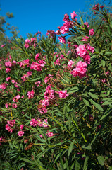 Fototapeta na wymiar Nerium Oleander