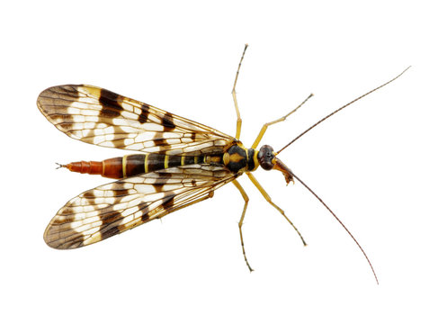 Mosquito