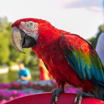 Exotic scarlet macaw parrot bird