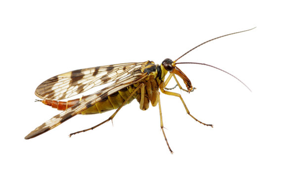 Mosquito