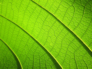 close up pattern of green teak leaf