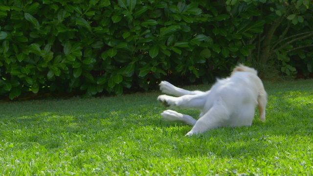Funny Golden Retriever puppy in the garden - Oops!