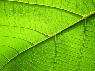 Fototapeta na wymiar pattern of green teak leaf