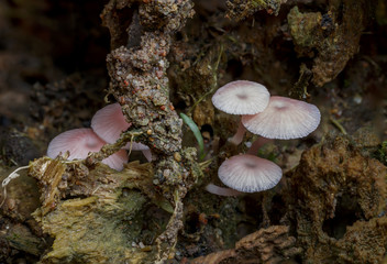 Fototapeta premium Hiding pink mushroom in my backyard