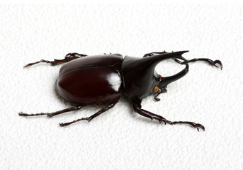 beetle