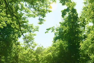 Fototapeta premium green tree brances