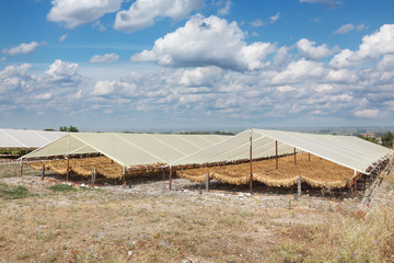 Tobacco drying on traditional way in Greece