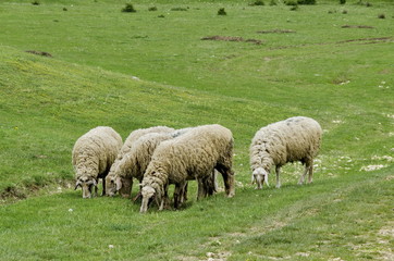 Obraz premium Several sheeps pasture in the meadow, Zavet town, Bulgaria
