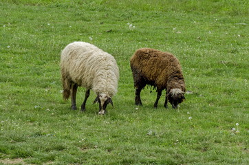 Two sheeps pasture in the meadow, Zavet town, Bulgaria