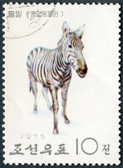NORTH KOREA - 1975: shows Zebra, series Pyongyang Zoo
