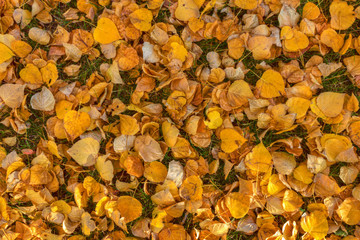 autumn yellow leaves 