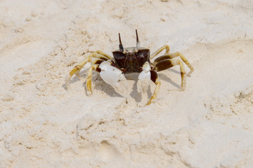 Chicken Crab on beach of Tachai Island, Similan Islands National
