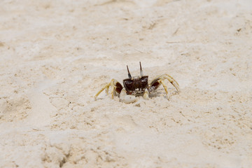 Chicken Crab on beach of Tachai Island, Similan Islands National
