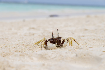 Chicken Crab on beach of Tachai Island, Similan Islands National