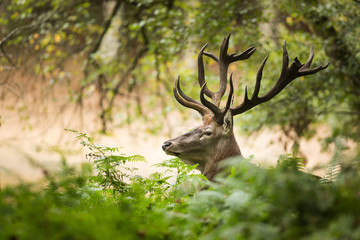 cerf brame tête cervidé animal sauvage nature chasse