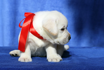 a nice labrador puppy on a blue background
