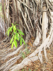 Tree root in the park
