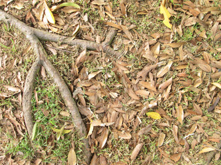 Tree roots with dry leaves on the ground