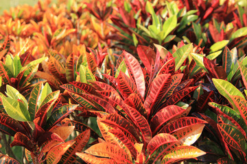 Obraz premium colorful croton leaves 
