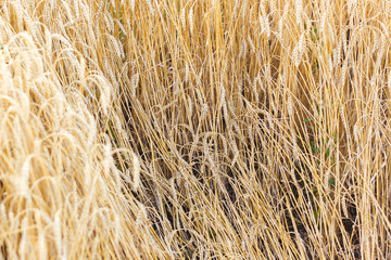 the wheat fields