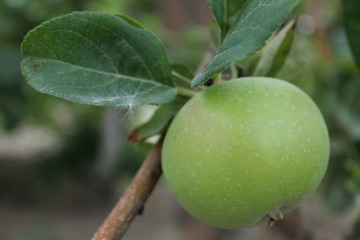 Green apple on a tree.