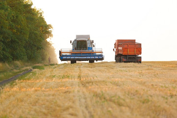 Combine harvester working