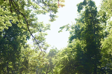Fototapeta premium green tree brances
