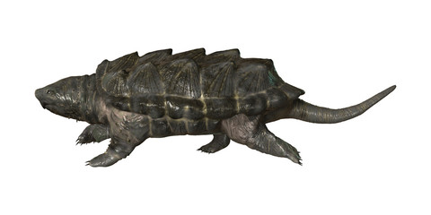 Alligator Snapping Turtle