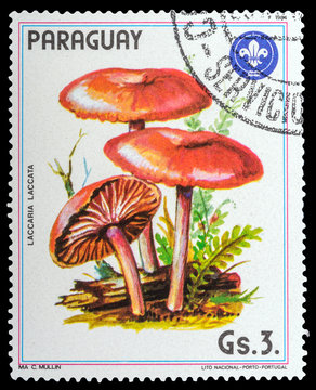 PARAGUAY - CIRCA 1984: a stamp printed in the Paraguay, shows mushrooms LACCARIA LACCATA, series mushrooms, circa 1984
