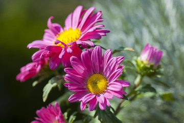 Fuchsia daisy flowers