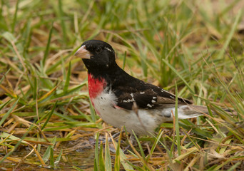 Fototapeta premium Rose-breasted Grosbeak Foraging for Seeds