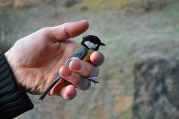 Parus Major