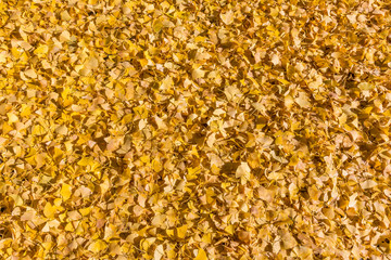 Yellow leaves fallen on ground in Autumn