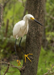 Snowy Egret