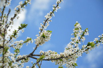 pure floral branch