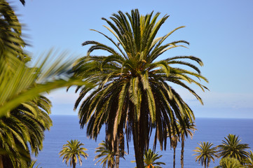 Fototapeta na wymiar Palm tree on the island of Tenerife