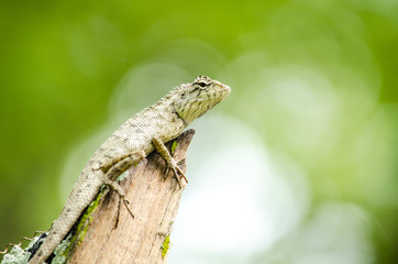 calotes emma alticristatus is spcies name of reptile