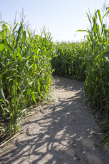  Maize Maze