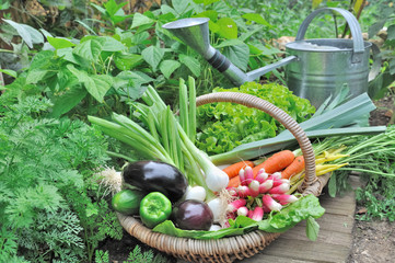 panier de légumes frais dans potager 