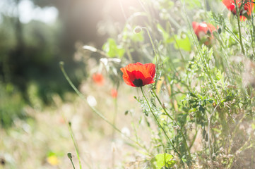 Forest meadow with red poppy flowers and herbs