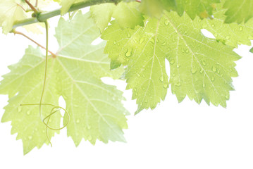 Grape leaves water drops on a light back or white background