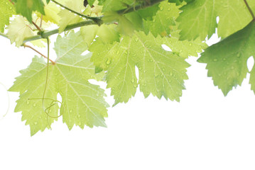 Grape leaves water drops on a light back or white background