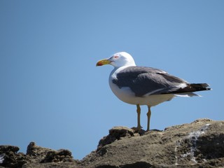 seagull