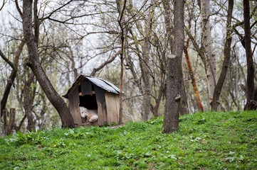 Guard dog sleeping in doghouse