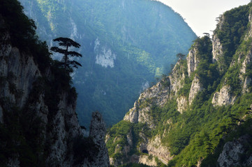 lonely pine at the ridge